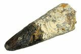 Fossil Spinosaurus Tooth - Real Dinosaur Tooth #285997-1